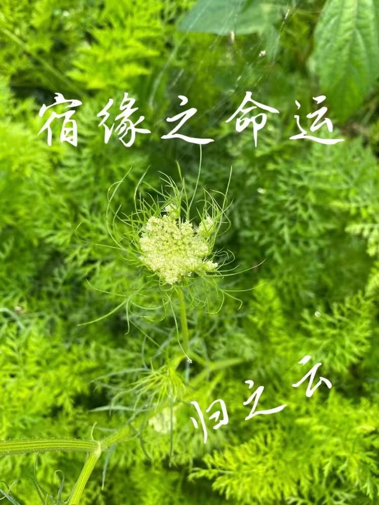 柳云湘的重生免费阅读全文